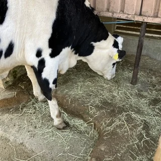 癒しと驚きの六甲山牧場_1_4-2