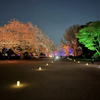 都会のオアシスで桜と光のアートを楽しむ、桜の新宿御苑2023