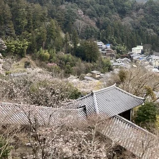 桜の長谷寺へ。奈良の旅_1_4-2