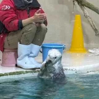 鳥羽水族館　ラッコ