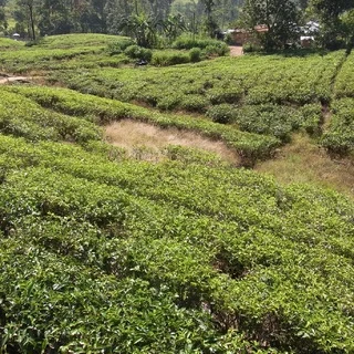 紅茶畑と工場＠スリランカ