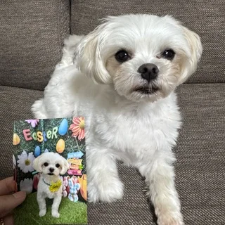 とうふ3歳に。フランス生まれの愛犬と欧州旅の記憶_1_1