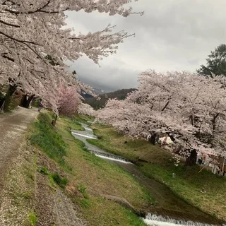 福島県でおすすめの『桜の名所』②