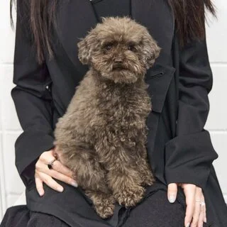 麻生久美子さんの愛犬
