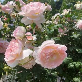 新宿御苑　薔薇