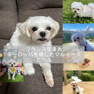 とうふ３歳に。フランス生まれの愛犬と欧州旅の記憶