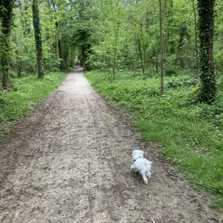 とうふ3歳に。フランス生まれの愛犬と欧州旅の記憶_1_14