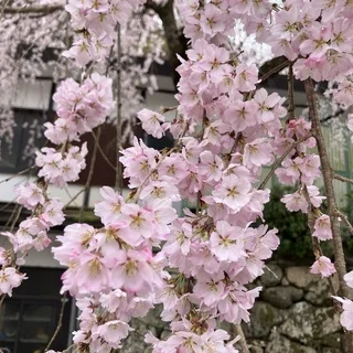 桜の長谷寺へ。奈良の旅