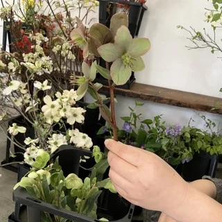 花道みささぎ流 家元・片桐先生のもとでならう、いけばなの時間_1_2-3