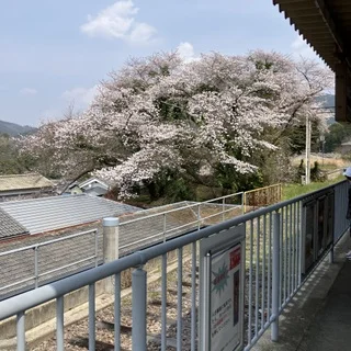 桜の長谷寺へ。奈良の旅_1_1-2