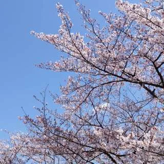 桜の綺麗なこの季節は