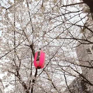 目黒川の桜はもう少し！_1_3-1