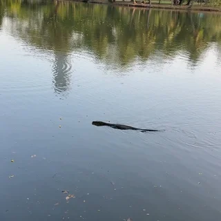 【実録バンコク】ルンピニー公園で巨大トカゲと遭遇してきた。