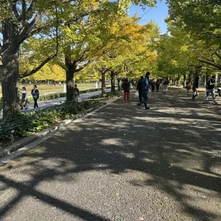 もうすぐ見頃！立川【昭和記念公園】のイチョウ並木_1_6