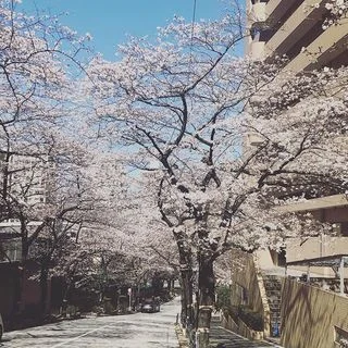 今の時期しか楽しめない贅沢、桜の季節ですね♡