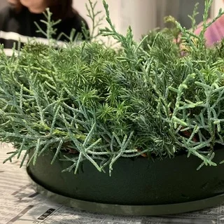 ホリデー気分を高めてくれる！ 大人のためのクリスマスリース教室_1_5-2