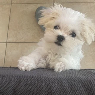 とうふ3歳に。フランス生まれの愛犬と欧州旅の記憶_1_7