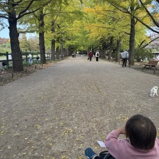 もうすぐ見頃！立川【昭和記念公園】のイチョウ並木_1_3