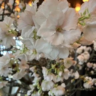 都会の中の“森レストラン”で春を味わう♡_1_1-1