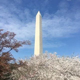 ワシントン、桜祭り_1_1