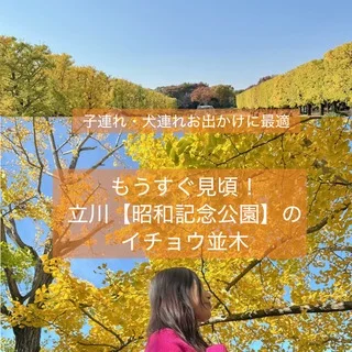 もうすぐ見頃！立川【昭和記念公園】のイチョウ並木