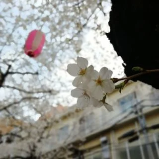 目黒川の桜はもう少し！_1_3-2