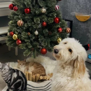 子供もワンコも一緒に。最近のお出かけ事情_1_1