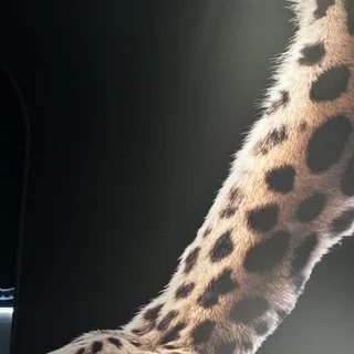 カルティエ銀座POP-UP「パンテール」の世界へ_1_2