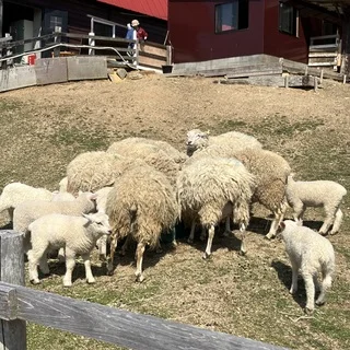 癒しと驚きの六甲山牧場_1_3-3