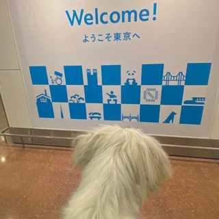 犬連れ旅