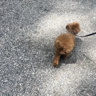 愛犬と泊まれる宿！星野リゾート　界　鬼怒川に宿泊_1_16