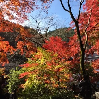 高尾山、紅葉真っ盛り！見頃ですよー。