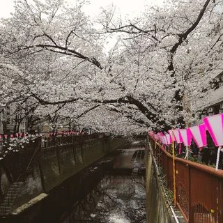 目黒川の桜はもう少し！_1_1-2