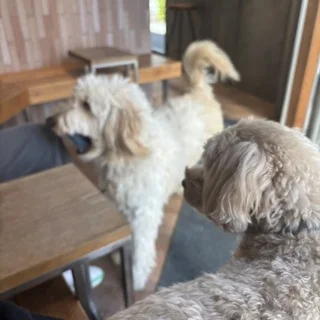 子供もワンコも一緒に。最近のお出かけ事情_1_4-2