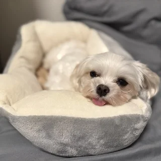 とうふ3歳に。フランス生まれの愛犬と欧州旅の記憶_1_20