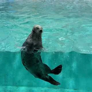 鳥羽水族館　ラッコ