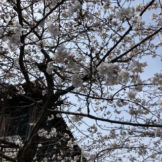 桜の長谷寺へ。奈良の旅_1_1-3