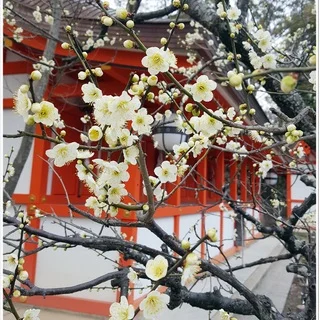 桜の前に出掛けてみませんか？京都で出会う梅の頃