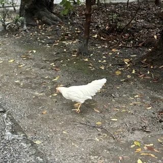 神鶏