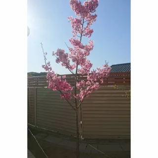 保育園の小さな桜の木