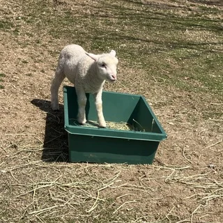 癒しと驚きの六甲山牧場_1_3-1