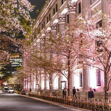 桜ライトアップ画像