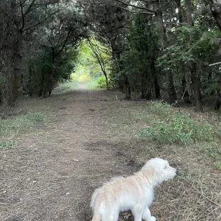 愛犬家さんにオススメ。ワンちゃんと一緒に入れるプール！_1_9-3