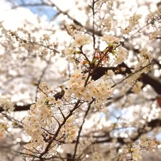 目黒川の桜はもう少し！