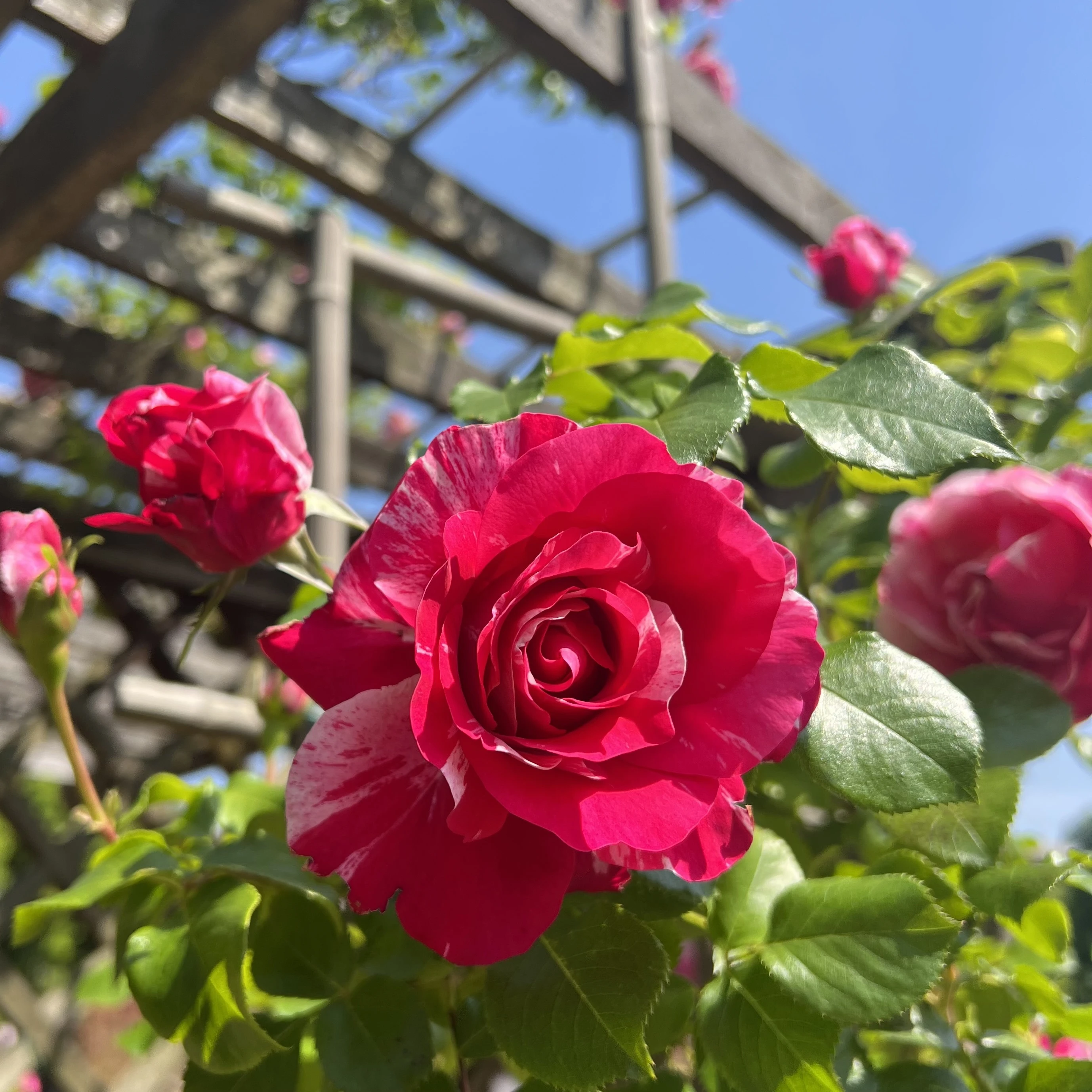 『西洋庭園バラ園』に咲くバラの写真