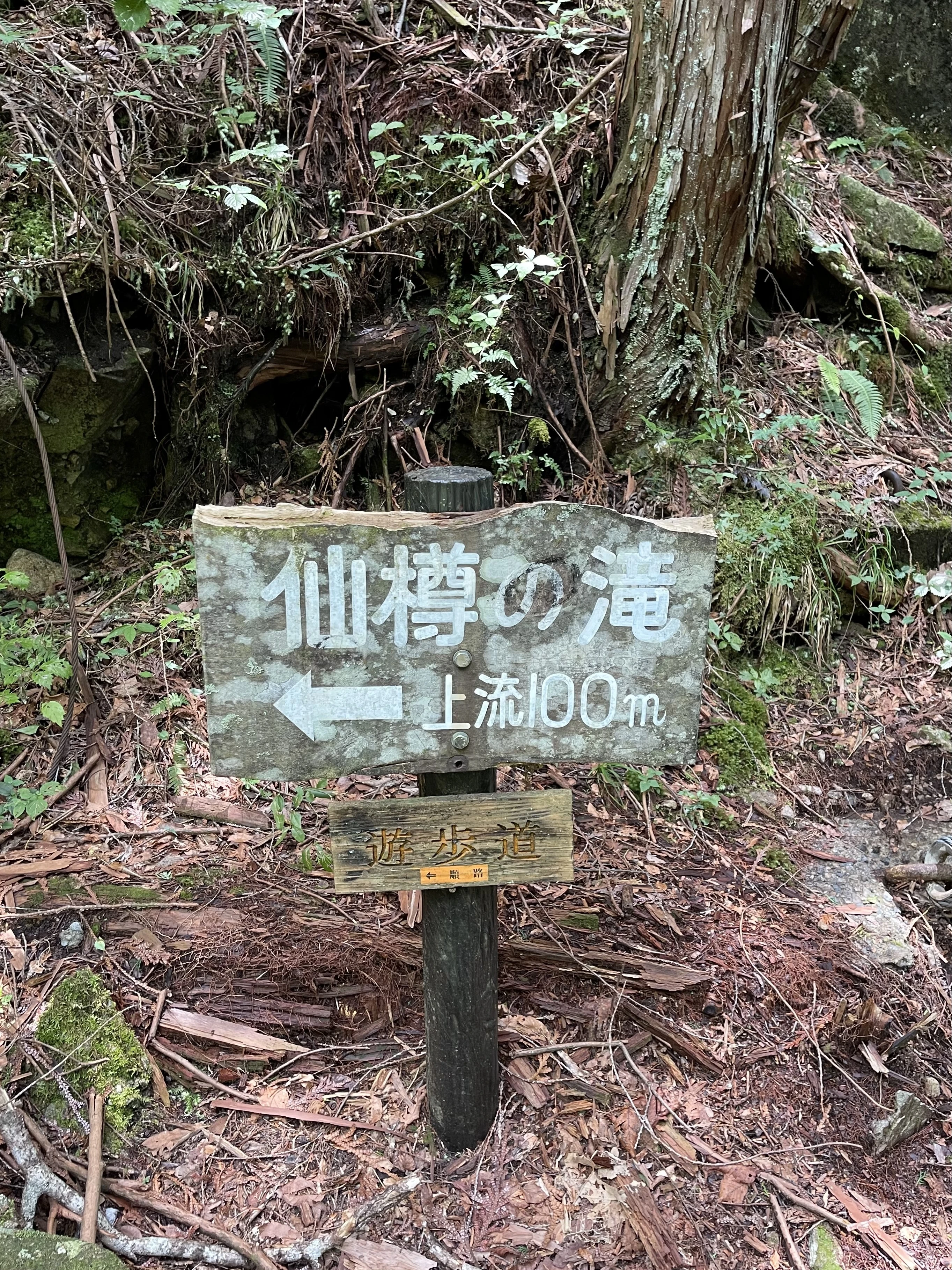 仙樽滝上流の遊歩道