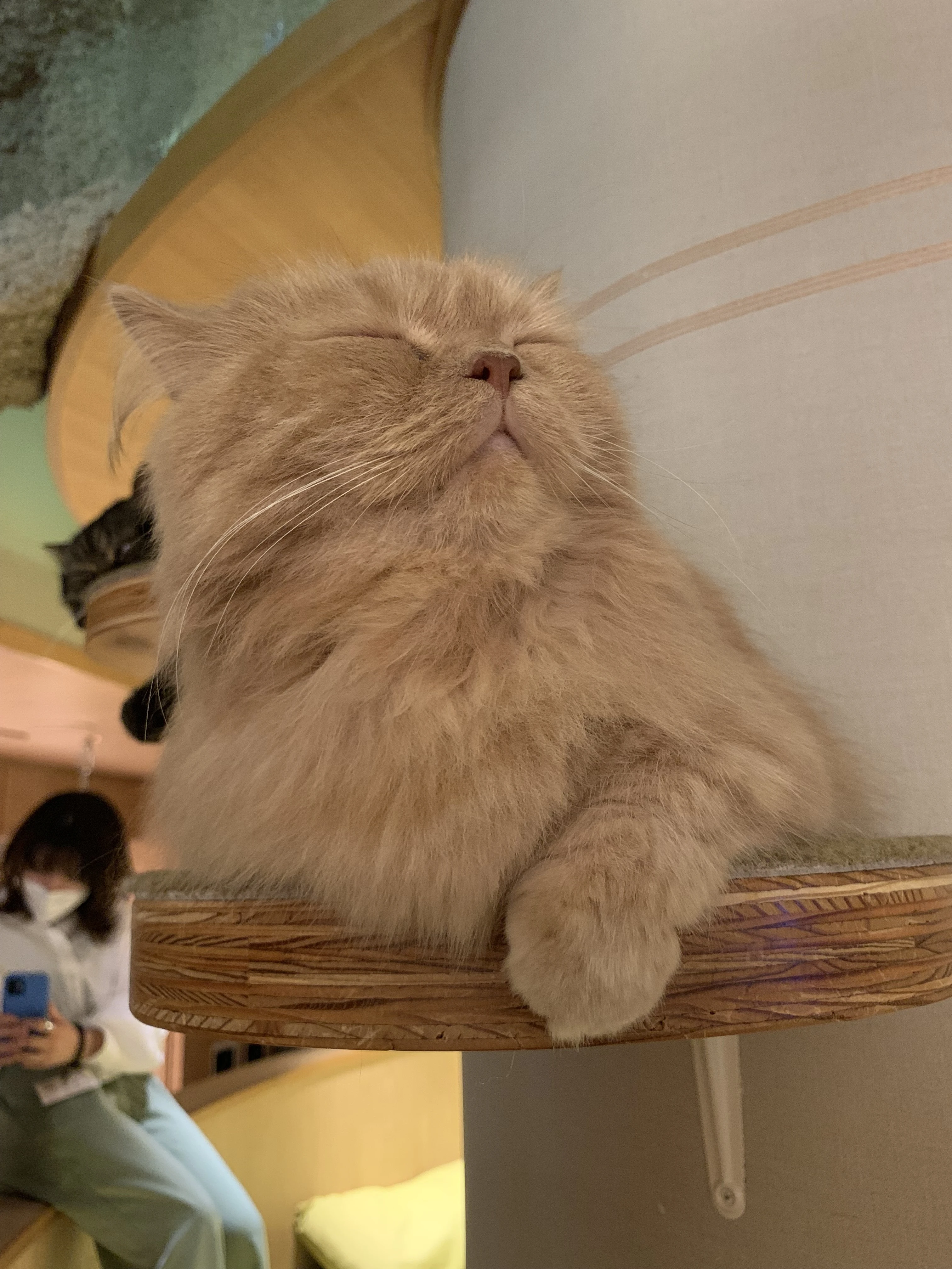 【まるで天国】猫カフェに初潜入！！！_1_1