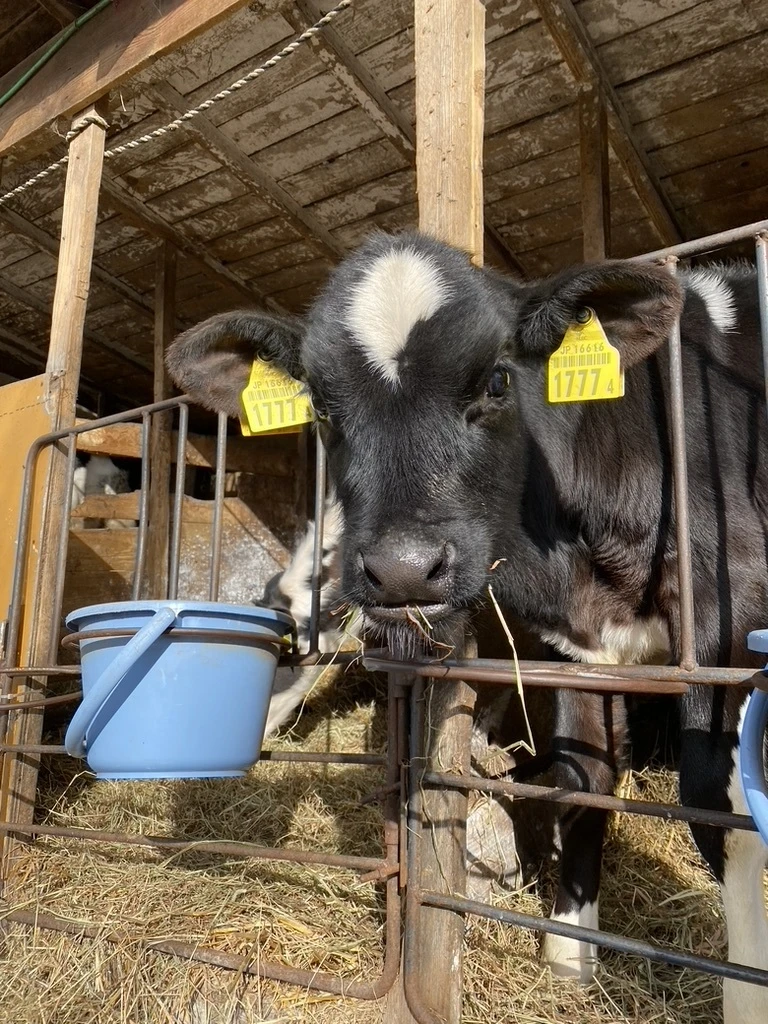 【北海道旅行】牛とのふれあいで心に癒しを..._1_2