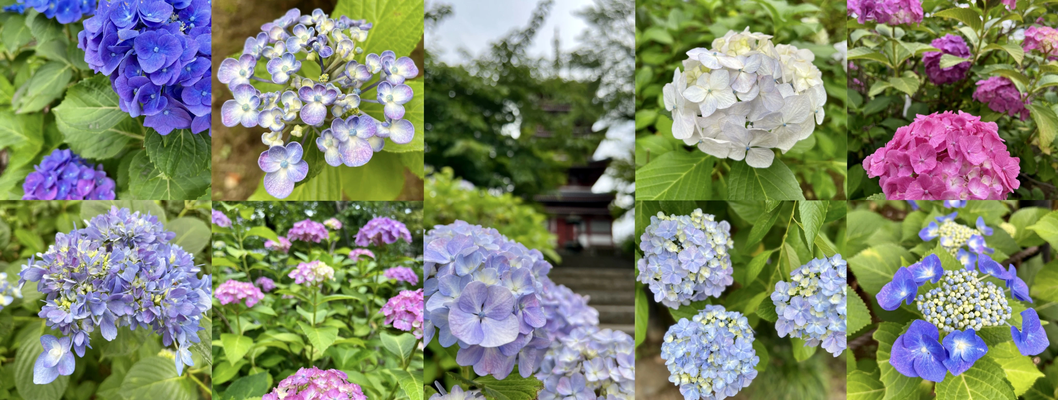 本土寺の紫陽花の写真