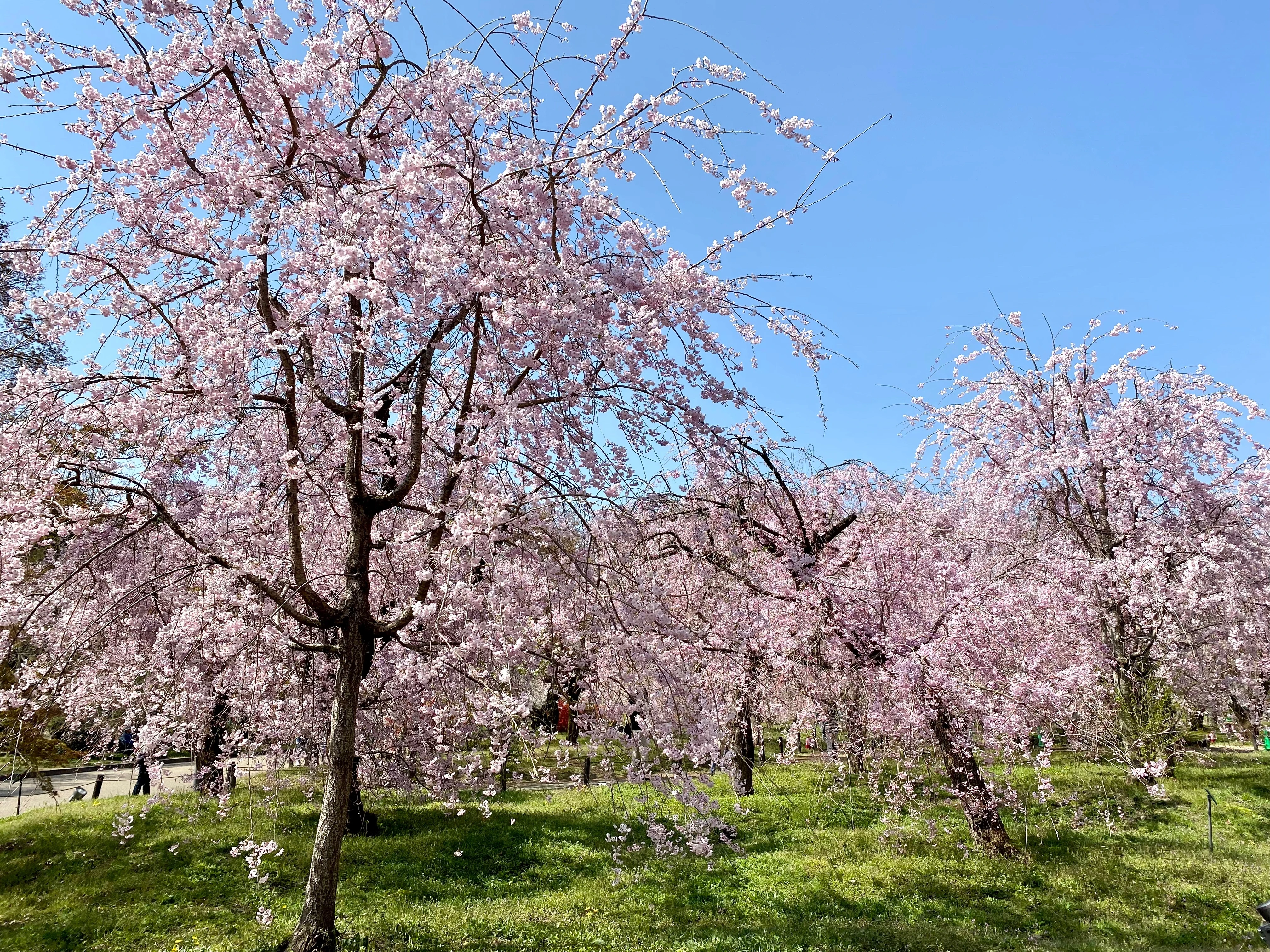 京都府立植物園　ソメイヨシノ　桜